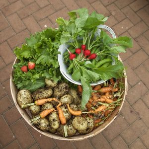 basket of garden harvested vegetables