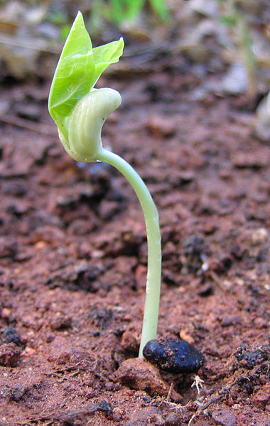 Pea seed germinating. https://commons.wikimedia.org/wiki/File:Pea_seed_germinating.jpg