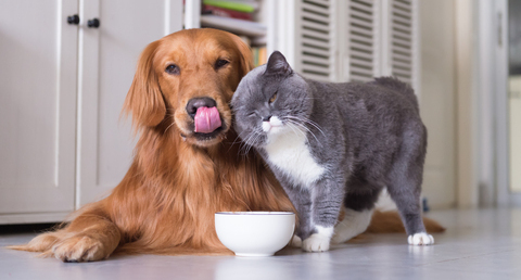 Dog and cat and food bowl